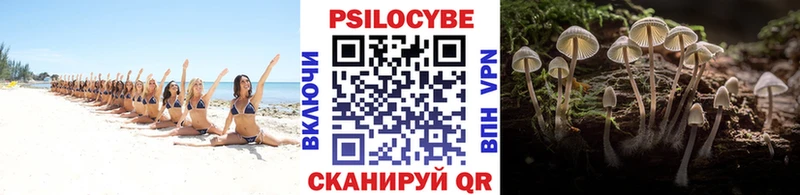 Купить где  Белая Холуница  Галлюциногенные грибы Psilocybe 